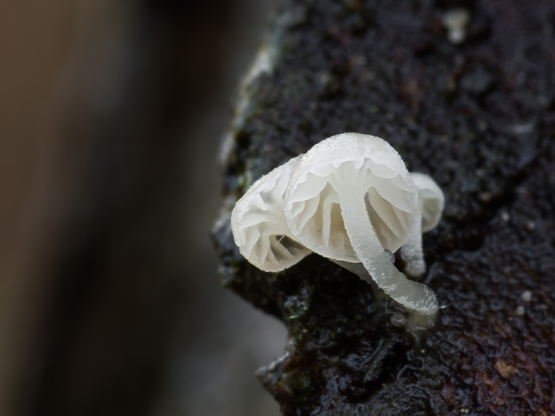 Mycena alba